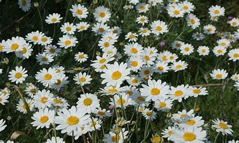 Hidden Facts About Daisies You Never Knew A Knowledge Archive