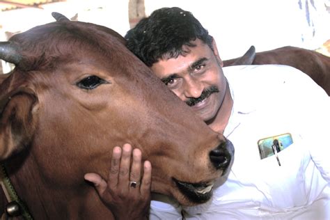 Farming With Cows A Boon For Sustainable Agriculture Hyderabad