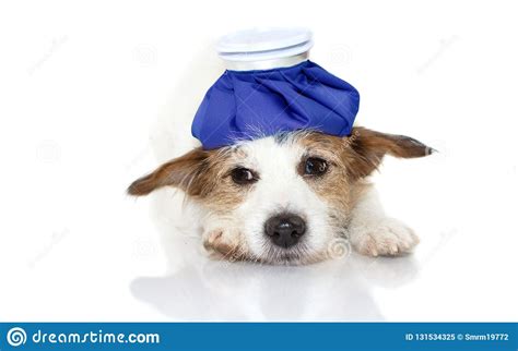 Cute And Sad Sick Jack Russell Dog Lying Down With A Blue