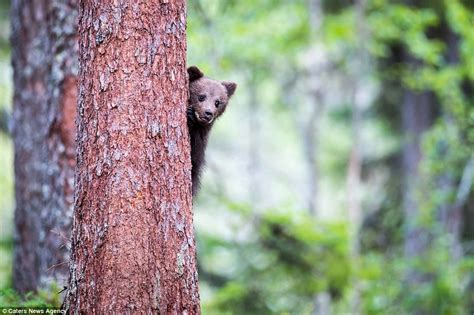 Finland Bear Cub Pokes Its Head Around A Tree As It Learns To Climb