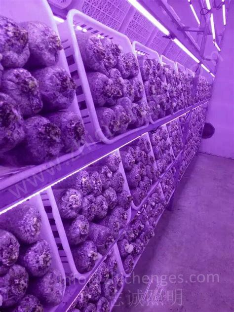 To achieve the highest level of success you must have the ability to regulate the growing temperature and humidity levels. Maitake Mushroom room lighting - ZC lighting -mushroom ...