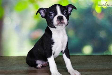 Check spelling or type a new query. Haley : Boston Terrier puppy for sale near St George, Utah. | 48c0b07c-e711