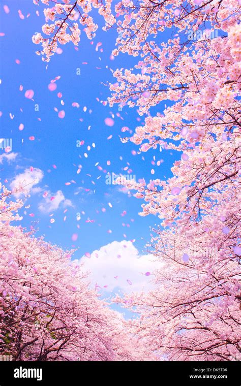 Cg Image Of Cherry Blossoms Blowing In The Wind Stock Photo Alamy