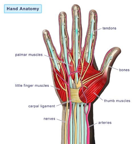 Tendons transmit the mechanical force of muscle contraction to the bones. Hand Injuries