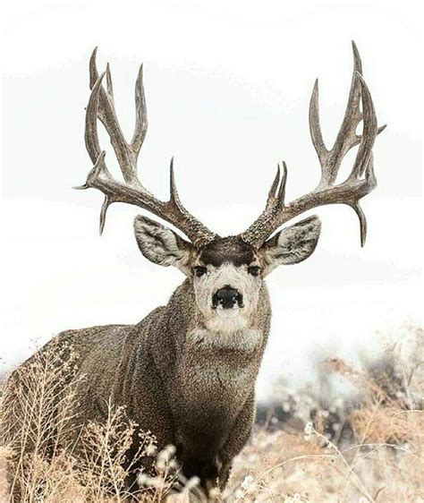 Big Buck Mule Deer Hunting Big Deer Mule Deer Buck