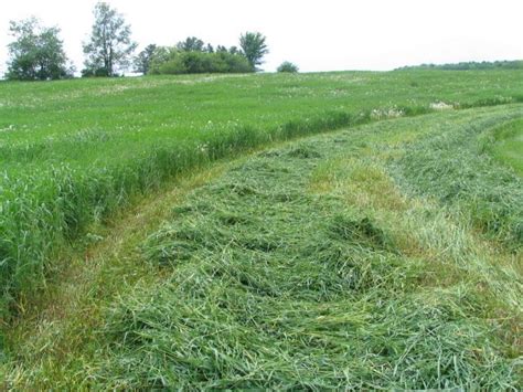 The Different Types Of Perennial Grasses That Can Be Used To Make Hay