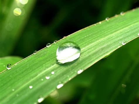 Free Images Water Nature Droplet Drop Dew Liquid Growth Lawn