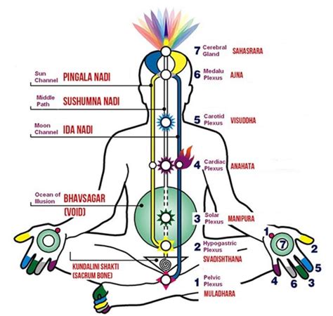 What Is The Physiology Of Kundalini And Chakras And How Kundalini