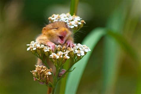 Comedy Wildlife Photography Awards Features The Funniest Animals Of The