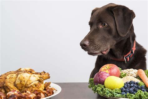 Be sure that each puppy is gaining weight and not vomiting or having diarrhea. How to Train Your Dog to Eat New Food | Wag!