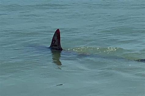 Shark Shows Up At Rockaway Beach Just Days Before Reopening