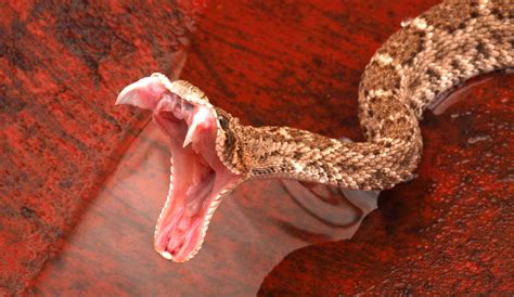 10 Amazing Facts About Snakes You Never Knew Random Fun Facts Online