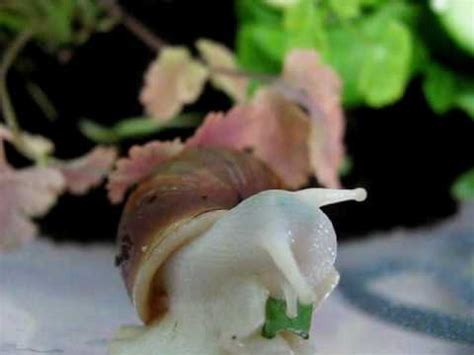 Albino Giant African Land Snail GALS Eating YouTube