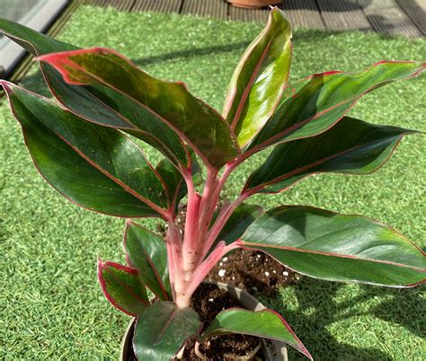 Aglaonema Light Pink Star Chinese Evergreen In 12cm Pot Etsy