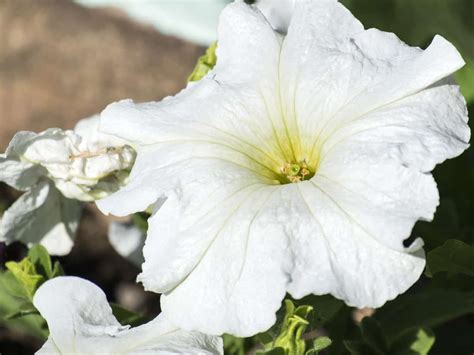 A fragrant, twining type of perennial vine. 17 Full Sun Plants - Sun Loving Flowers and Perennials