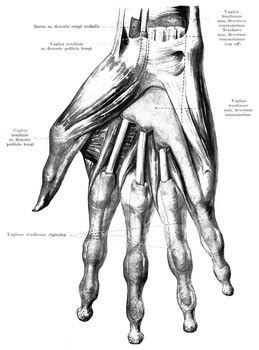 Muscles work by getting shorter. Muscle, Tendon, Bone Connection