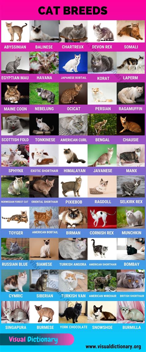 Cat Breeds Most Popular Breeds Of Cats Around The World Visual Dictionary
