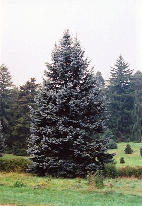 Hoopsi Blue Spruce Evergreen Picea Pungens