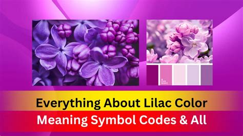 Everything About Lilac Color Meaning Symbol Codes And All