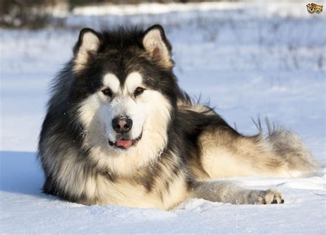 Find the right instructor for you. Training the Alaskan malamute successfully | Pets4Homes