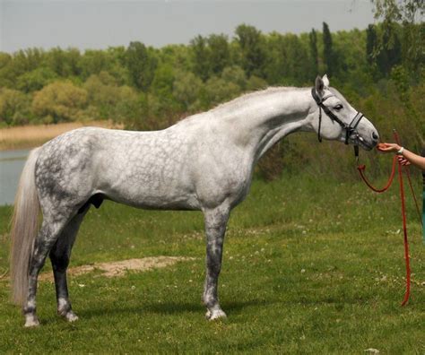 Orlov Trotter — Orlov Trotter Stallion Perlamutr Perl By