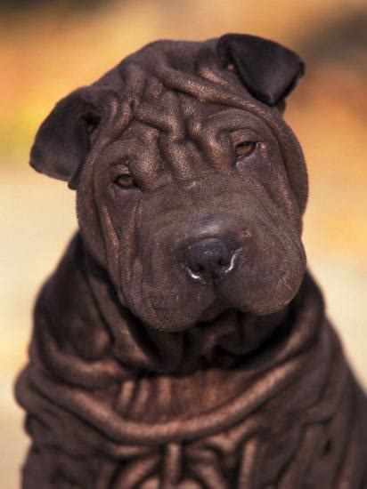 Black Shar Pei Puppy Portrait Showing Wrinkles Face And Chest