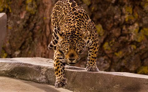 90 Jaguar Animal Hd Wallpapers 1080p Nakanaka Design