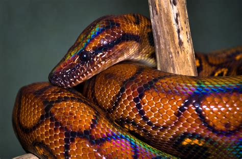 Epicrates Cenchria Also Known As Rainbow Boa Is A Boa Species Endemic