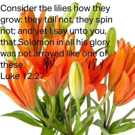 Luke 1227 Consider The Lilies How They Grow They Toil Not They Spin