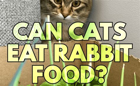 Can Cats Eat Rabbit Food Catwiki