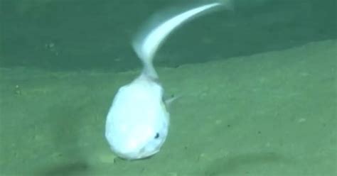 Creepy Deep Sea Fish Looks Like An Alien And Has The Weirdest Name You