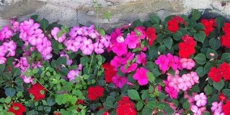 What hanging baskets do well in shade? 15 Best Shade-Loving Plants - Flowers That Grow and Thrive ...