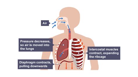 What Is Respiration And Gas Exchange Bbc Bitesize