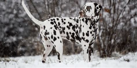 Why Do Dalmatians Shed So Much
