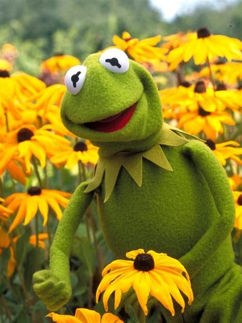 17 Best Images About Kermit The Frog On Pinterest The Muppets Kermit