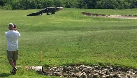 Watch A Jurassic Sized Alligator Stalk A Florida Golf Course Nbc News