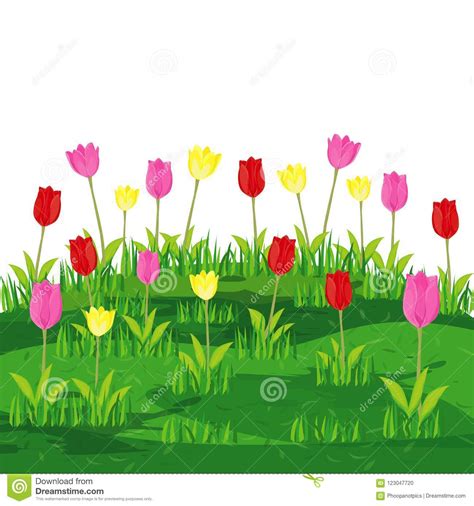 Beautiful Tulip Flower Stock Vector Illustration Of Lovely 123047720