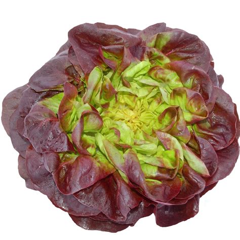 Red Green Butterhead Lettuce Seeds Lactuca Sativa 900 Seeds