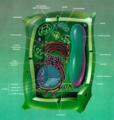 Grade 6 grade 7 grade 8 grade 9 grade 10 grade 11 grade 12 extra references other. Plants and Phototsynthesis - Rumney Marsh Academy Science ...