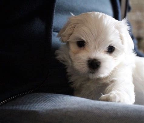 Get maltipoo puppies from us. Maltese Puppies For Sale | Texas City, TX #296951