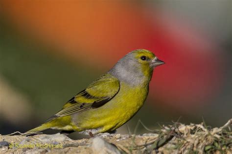 Citril Finch Carduelis Citrinella Europe All Birds Ornithology