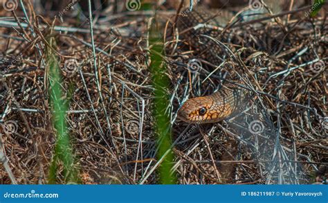 Snake In The Thick Dry Grass Viper In The Forest Natrix Natrix