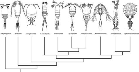 New Phylogram Of Copepod Orders Copepods Redrawn From Originals