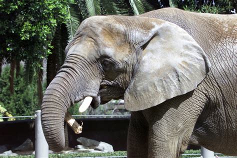 Image smoothing is not currently available in ie or safari. 48-year-old elephant euthanized at San Diego Zoo | The Seattle Times