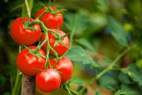 Large Red Cherry Tomato Seeds — San Diego Seed Company