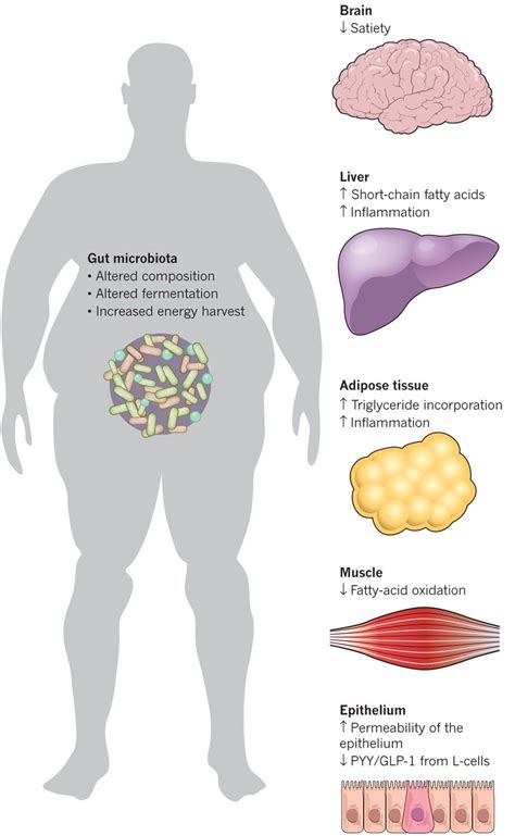 Features Of The Gut Microbiota That Promote Obesity And Insulin
