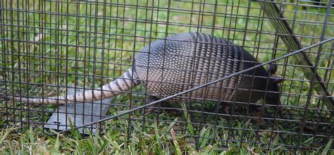 Important Steps To Take Asap After Catching A Florida Armadillo