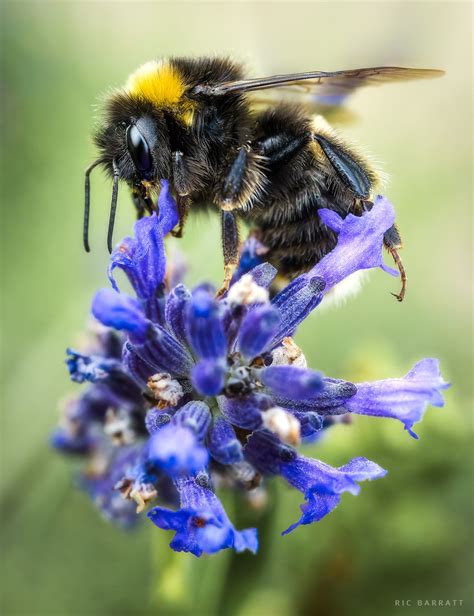 Bumblebee Ric Barratt Photography