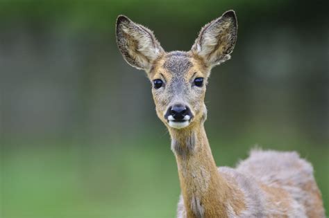 Roe deer (small deer species, capreolus capreolus). Das Reh: Feinschmecker und Anpassungskünstler | Deutscher ...