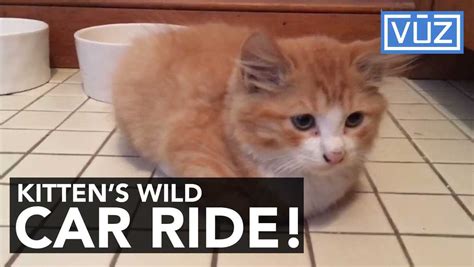 Kitten Hitchhikes 105 Miles Under The Hood